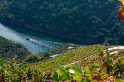 Togrejserne kan suppleres med katamaransejlads på floden Sil, hvor den besøgende kan opleve de imponerende vinmarker på skråningerne i Ribeira Sacra Togrejserne kan suppleres med katamaransejlads på floden Sil, hvor den besøgende kan opleve de imponerende vinmarker på skråningerne i Ribeira Sacra