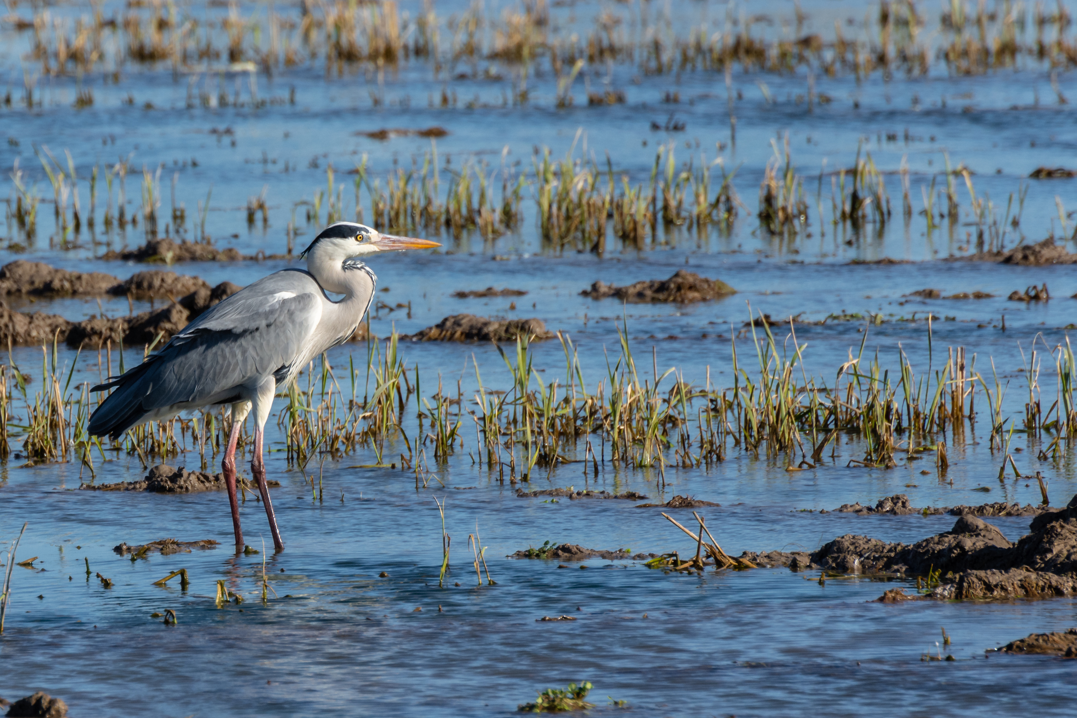 O Parque Natural da Albufera (Valência) é um paraíso ornitológico onde mais de 300 espécies de aves, como a garça-real (na imagem), se refugiam O Parque Natural da Albufera (Valência) é um paraíso ornitológico onde mais de 300 espécies de aves, como a garça-real (na imagem), se refugiam
