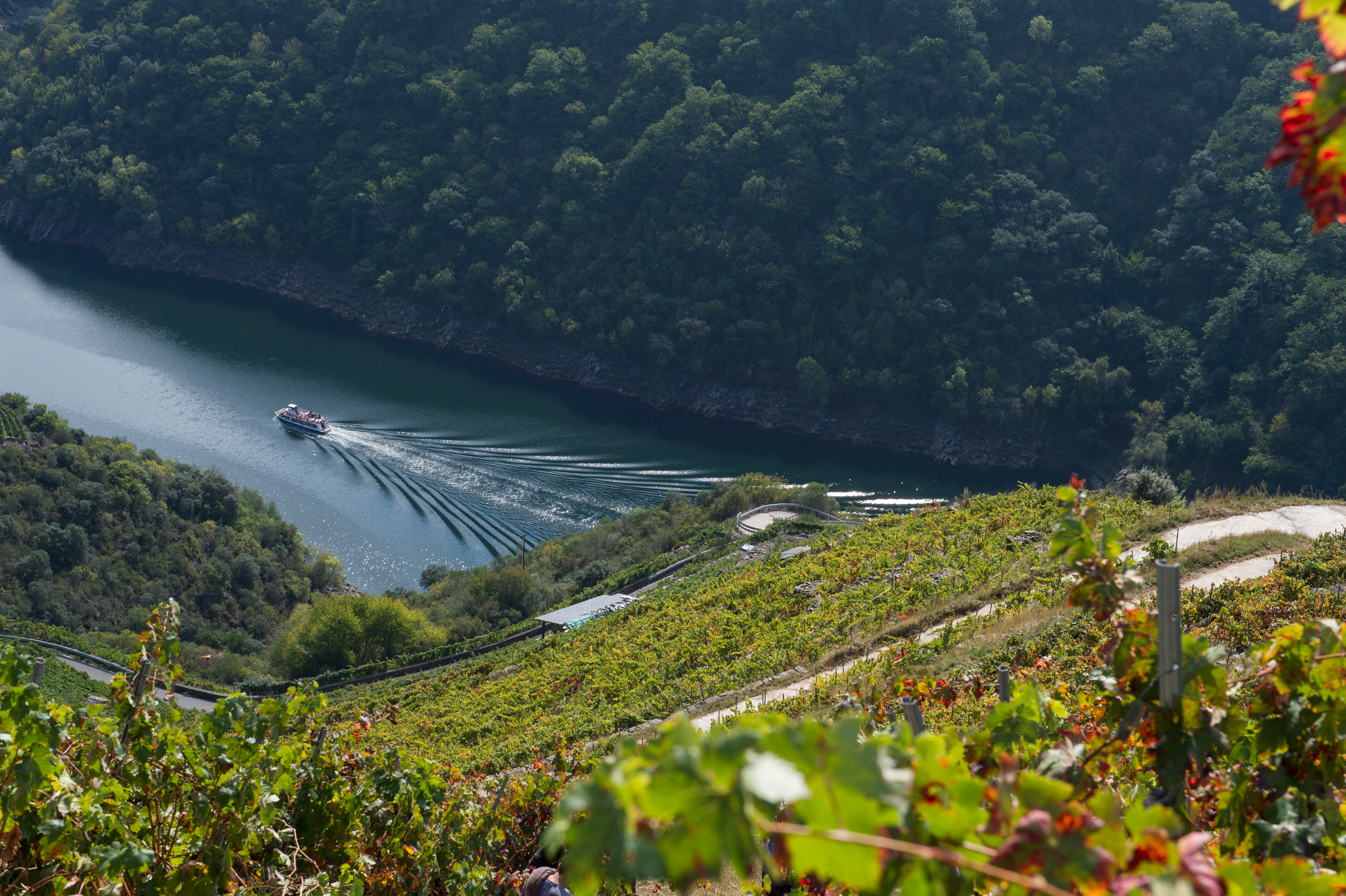 As viagens de comboio podem ser complementadas por rotas de catamarã no rio Sil, onde o visitante descobrirá as impressionantes vinhas nas encostas da Ribeira Sacra As viagens de comboio podem ser complementadas por rotas de catamarã no rio Sil, onde o visitante descobrirá as impressionantes vinhas nas encostas da Ribeira Sacra