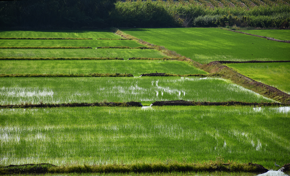 O calendário agrícola inclui semeadura manual por radiodifusão, controlo de água e subsequente colheita © Oficina de Turismo de Calasparra O calendário agrícola inclui semeadura manual por radiodifusão, controlo de água e subsequente colheita © Oficina de Turismo de Calasparra