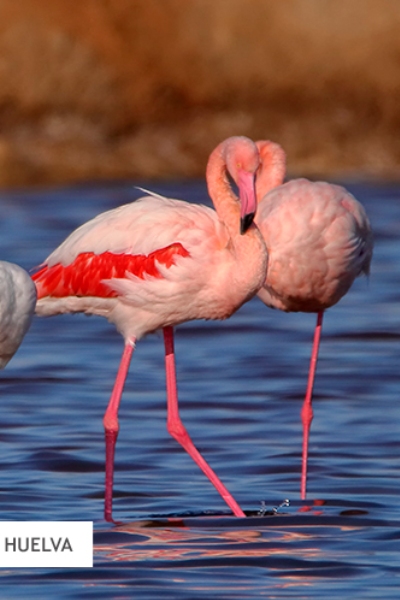 carrusel huelva foro sostenible junio carrusel huelva foro sostenible junio