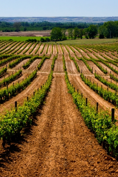 carrusel presstrip vino autor castilla y león junio carrusel presstrip vino autor castilla y león junio